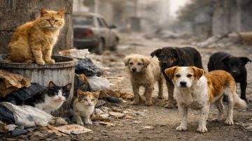 حكم قتـ.ل القطط والكلاب الضالة المؤذية للناس.. الإفتاء تجيب