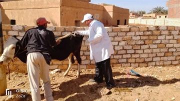 إنطلاق الحملة القومية للتحصين ضد مرض الجلد العقدي بالوادي الجديد إنطلاق الحملة القومية للتحصين ضد مرض الجلد العقدي بالوادي الجديد