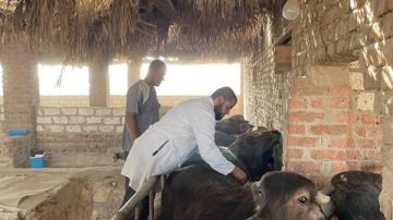 الزراعة تطلق حملة قومية للتحصين ضد الجلد العقدي وجدري الأغنام الزراعة تطلق حملة قومية للتحصين ضد الجلد العقدي وجدري الأغنام