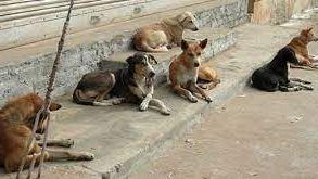 دار الإفتاء: إنهاء حياة الحيوانات الضالة ليس الطريق الصحيح لدفع ضررها دار الإفتاء: إنهاء حياة الحيوانات الضالة ليس الطريق الصحيح لدفع ضررها