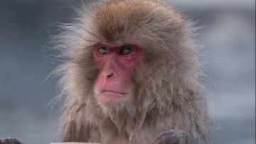 قرد مصري عمره 18 مليون عام يغير مسار علم الحفريات .. ما القصة؟ قرد مصري عمره 18 مليون عام يغير مسار علم الحفريات .. ما القصة؟