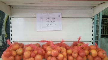 التموين تتدخل لضبط الأسواق: طرح الطماطم بـ 20 جنيها للكيلو عبر المنافذ المتنقلة