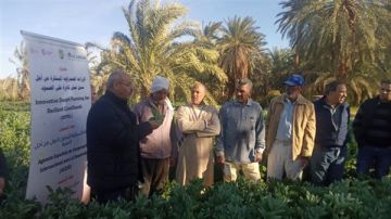 5 إرشادات فنية من وزارة الزراعة لمواجهة التقلبات الجوية وحماية المحاصيل الاستراتيجية