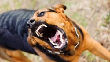 كلب ضال يبث الرعب في البلابيش.. عقر ثلاثيني و3 صغار بسوهاج كلب ضال يبث الرعب في البلابيش.. عقر ثلاثيني و3 صغار بسوهاج