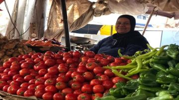 الزراعة لـ المواطنين : ارتفاع أسعار الطماطم مؤقت وانخفاض قرييا فيديو الزراعة لـ المواطنين : ارتفاع أسعار الطماطم مؤقت وانخفاض قرييا فيديو