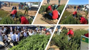 برلمانية: توطين زراعة السلع المستوردة ضرورة عاجلة لمواجهة تداعيات الحرب