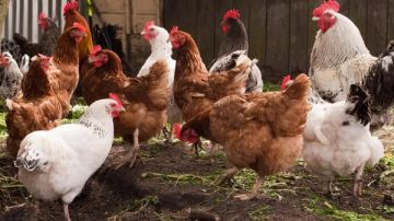 نزلت 30 جنيه أسعار الدواجن اليوم الإثنين 30 مارس 2026 نزلت 30 جنيه أسعار الدواجن اليوم الإثنين 30 مارس 2026