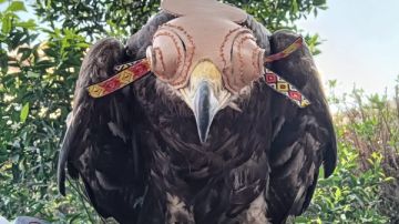 وزيرة التنمية المحلية والبيئة توجه بتنفيذ حملة موسعة بسوق الجمعة لمكافحة الاتجار غير المشروع في الحياة البرية بالتعاون مع الأجهزة التنفيذية بالمحافظة