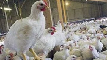 120 جنيها .. رسميا سعر كيلو الفراخ البيضاء اليوم