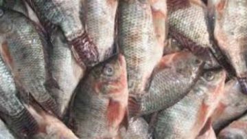 أسعار الأسماك والمأكولات البحرية اليوم الثلاثاء 3-3-2026