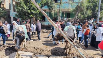 جامعة كفر الشيخ تطلق قافلة بيطرية لقرية الشباسية صور