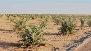 موجز اخبار الوادي الجديد استكمال مبادرة مكافحة آفة سوسة النخيل الحمراء.. وإجراء القرعة العلنية لتخصيص أراضي العيون السطحية 