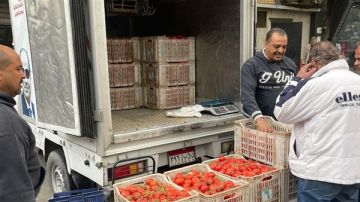 بسعر 21.5 جنيه للكيلو.. سيارات متنقلة لطرح الطماطم للمواطنين