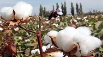 لإنتاج 150 ألف قنطار.. الزراعة تتابع الاستعداد المبكر لزراعة القطن بكفر الشيخ