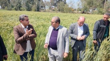 الزراعة: الحالة العامة لمحصول القمح جيدة ومبشرة