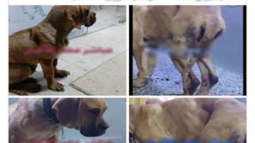 أصحابه سابوه في الشارع القبض على سيدة ادعت تعدى طلاب بشكل غير أخلاقى على كلب بالسويس.. صور