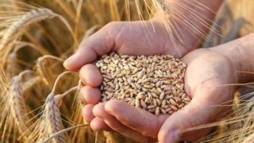 الزراعة: مصر على أعتاب تحقيق الاكتفاء الذاتي من قمح الخبز المدعم خاص الزراعة: مصر على أعتاب تحقيق الاكتفاء الذاتي من قمح الخبز المدعم خاص