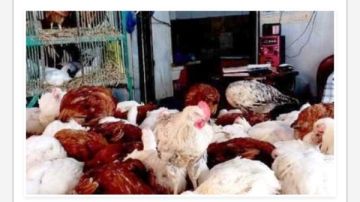 أسعار الدواجن في أسوان اليوم الخميس 5-3-2026