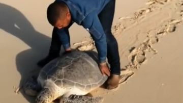 إنقاذ سلحفاة بحرية برأس سدر بعد جنوحها بفعل الطقس السيئ إنقاذ سلحفاة بحرية برأس سدر بعد جنوحها بفعل الطقس السيئ