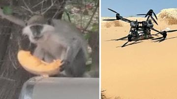 عبر طائرات مسيرة عملاقة.. تهريب 25 قرد غينون من سيناء لإسرائيل