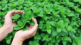 يعالج متلازمة القولون العصبي ومشاكل التنفس.. اكتشف فوائد النعناع الصحية يعالج متلازمة القولون العصبي ومشاكل التنفس.. اكتشف فوائد النعناع الصحية