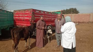 الزراعة: فحص 555 ألف طائر و180 ألف رأس ماشية لرصد الأمراض الوبائية