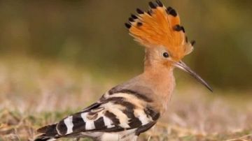 أسرار مذهلة في قصة سليمان والنملة والهدهد.. دروس في الإيمان والقيادة يكشفها أستاذ بالأزهر أسرار مذهلة في قصة سليمان والنملة والهدهد.. دروس في الإيمان والقيادة يكشفها أستاذ بالأزهر