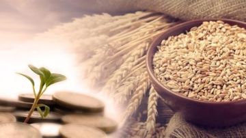 حكم تأخير إخراج زكاة الفطر عن وقتها لعذر؟.. الإفتاء تجيب