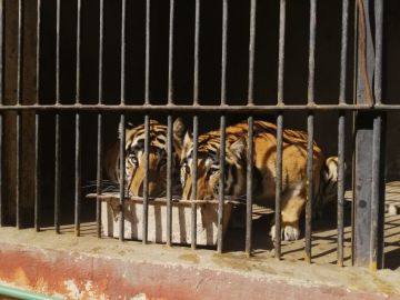 الحدائق العامة وحدائق الحيوان بالمحافظات تفتح أبوابها لاستقبال الزائرين خلال عيد الفطر الحدائق العامة وحدائق الحيوان بالمحافظات تفتح أبوابها لاستقبال الزائرين خلال عيد الفطر