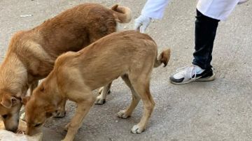 تحصين 375 كلب.. بيطري المنيا يواصل تنفيذ الحملة القومية لمكافحة السعار