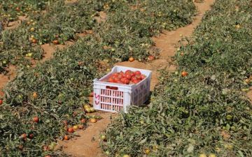 نقيب الفلاحين: أسعار الطماطم في مصر تتجه للانخفاض خلال أسابيع نقيب الفلاحين: أسعار الطماطم في مصر تتجه للانخفاض خلال أسابيع