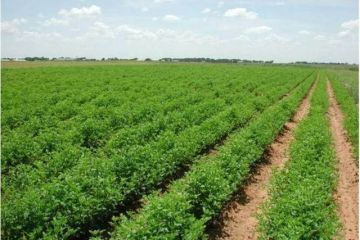 الزراعة المصرية توجه برفع درجة الاستعداد القصوى لمواجهة التقلبات الجوية الطارئة