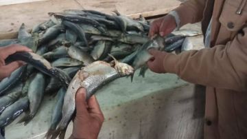 ضبط 200 كيلو أسماك رنجة غير صالحة للاستخدام في المنوفية