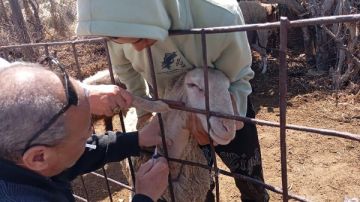 بحوث الصحراء ينفذ قافلة بيطرية بشمال سيناء ضمن برنامج تحسين الحالة الصحية للثروة الحيوانية بحوث الصحراء ينفذ قافلة بيطرية بشمال سيناء ضمن برنامج تحسين الحالة الصحية للثروة الحيوانية