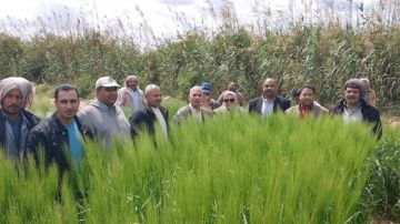 لتعزيز الاكتفاء الذاتي.. الزراعة تتابع إنتاج التقاوي بالمحاصيل الاستراتيجية بالنوبارية لتعزيز الاكتفاء الذاتي.. الزراعة تتابع إنتاج التقاوي بالمحاصيل الاستراتيجية بالنوبارية