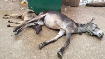 نجاة طفل ونفوق حمارين وخروف بصعق كهربائي بسبب الأمطار بالبدرشين.. صور نجاة طفل ونفوق حمارين وخروف بصعق كهربائي بسبب الأمطار بالبدرشين.. صور