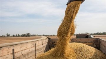 أسعار القمح تسجل ارتفاعا طفيفا في بورصة شيكاغو للتجارة