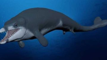 زعانف ممزقة على الشاطئ.. لغز يكشف سلوكا صادما لدى الحيتان القاتلة زعانف ممزقة على الشاطئ.. لغز يكشف سلوكا صادما لدى الحيتان القاتلة