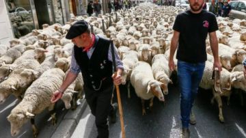 فرنسا تسمح بإعدام نحو 200 ذئب لحماية الماشية