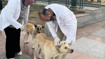 لشوارع آمنة.. بيطري المنيا يواصل تنفيذ الحملة القومية لمكافحة سعار الكلاب