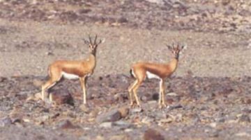 محمية علبة .. كنز الطبيعة في جنوب مصر وأكبر مساحات التنوع البيولوجي بـ 35كم