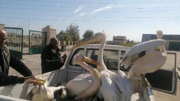 إنقاذ البجع الأبيض.. مصر تطلق أول مركز لإنقاذ الحياة البرية وتعيد تأهيل الطيور المهاجرة إنقاذ البجع الأبيض.. مصر تطلق أول مركز لإنقاذ الحياة البرية وتعيد تأهيل الطيور المهاجرة