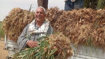 كارثة للمزارعين.. كيلو الثوم في الحقل بـ5 جنيهات فقط