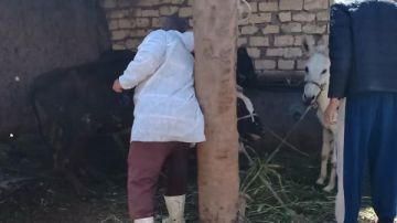 اليوم .. انطلاق فعاليات الحملة القومية للتحصين ضد مرض الجلد العقدي وجدري الأغنام بالإسماعيلية اليوم .. انطلاق فعاليات الحملة القومية للتحصين ضد مرض الجلد العقدي وجدري الأغنام بالإسماعيلية