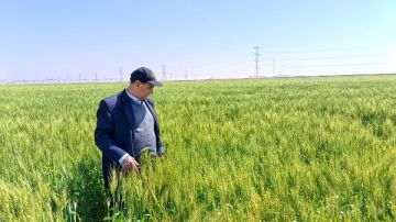 فريق من البحوث الزراعية يتفقد زراعات القمح في توشكى وشرق العوينات والوادي الجديد