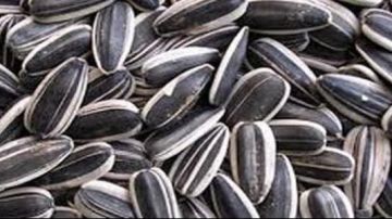 تحذير.. أضرار غير متوقعة لتناول اللب السوري