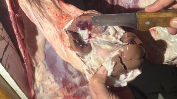 حملة ليلية تكشف مخالفة خطيرة .. ضبط ذبيحـ.ـة كاملة خارج المجــ.ـازر في الغربية صور حملة ليلية تكشف مخالفة خطيرة .. ضبط ذبيحـ.ـة كاملة خارج المجــ.ـازر في الغربية صور