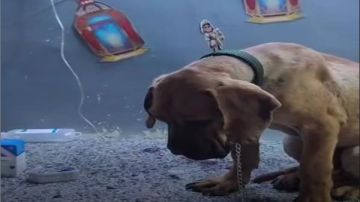 بعد تصدره الترند.. تفاصيل إصابة كلب السويس وكواليس نقله للعلاج