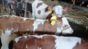 بيطري الشرقية يجري المسح التناسلي الشامل لـ 5576 رأس ماشية والتلقيح الإصطناعي لـ2289