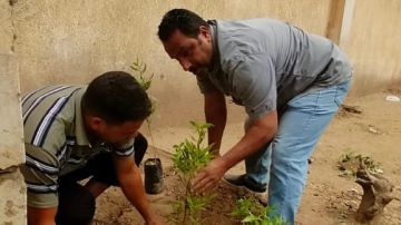 زراعة 225 شجرة مثمرة في السنطة بالغربية